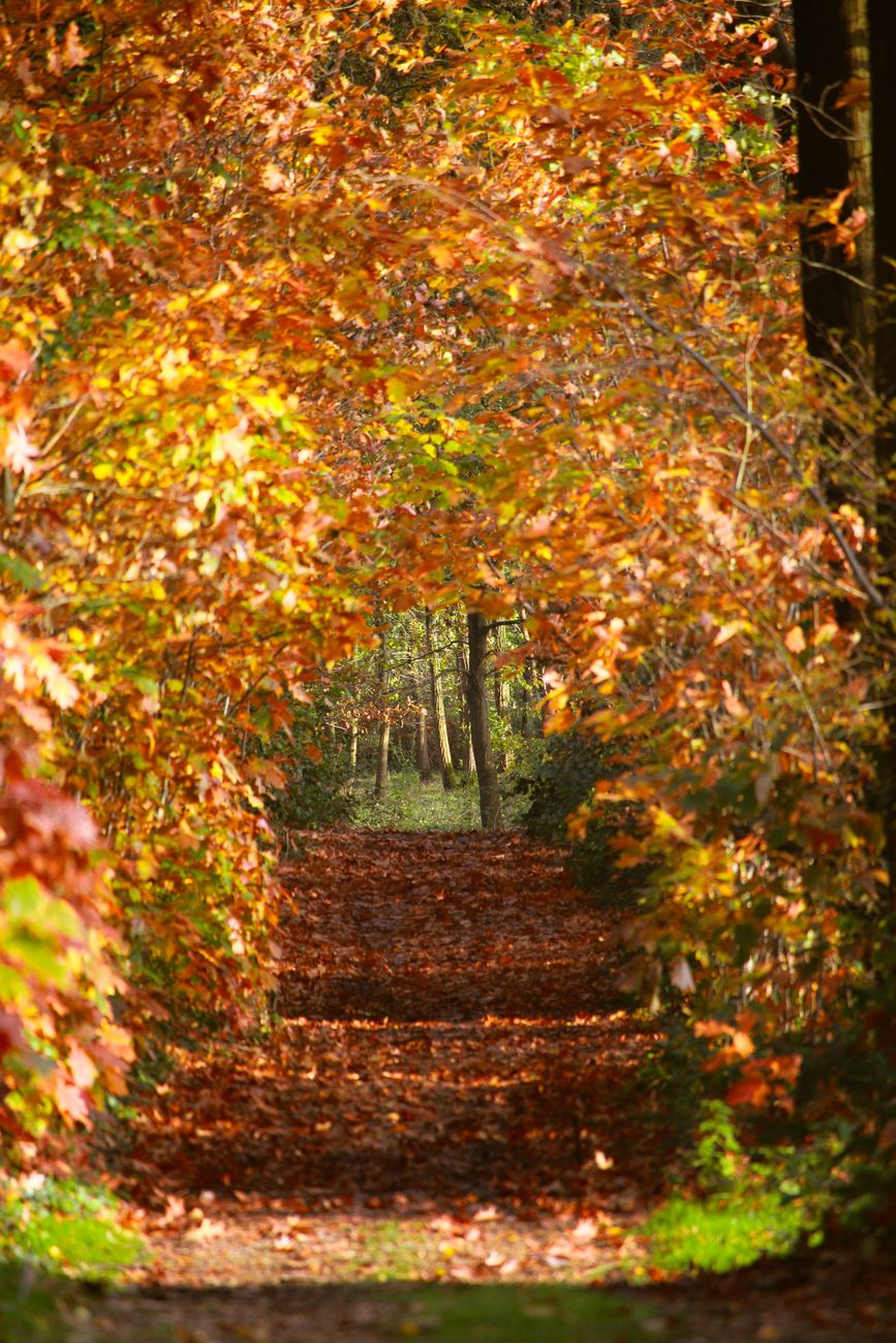 Mooie bosweg in de Belgische Ardennen met herfstkleuren